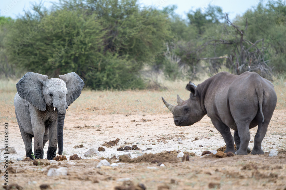 Fototapeta premium Black rhino, black rhinoceros or hook-lipped rhinoceros (Diceros bicornis) hanging around close to a waterhole just before dark in Etosha National Park in Namibia