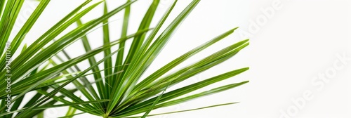 Explore the natural beauty of Saw Palmetto with captivating product photography against a white