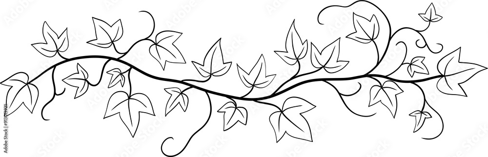 ivy plant drawing illustraivy plant drawing illustration.
