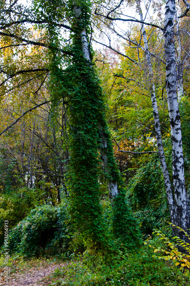 Fototapeta premium Central park in autumn. Autumn landscape. Fall nature landscape. Autumn nature in Central park. Seasonal fall landscape. Park autumn tree and bush in New York. Scenic idyllic fall