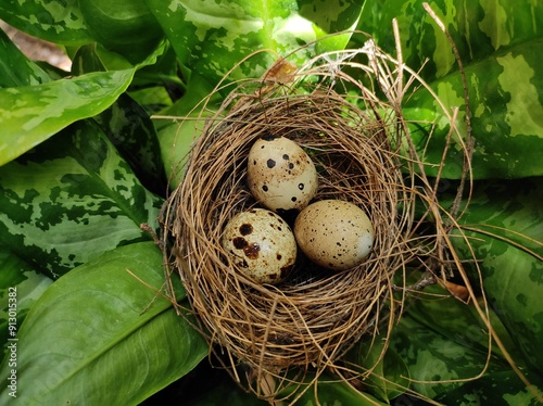 nest with eggs on the grass