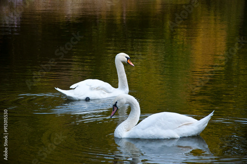 Swan in autumn Central park. Autumn landscape with two swan in pond. Fall nature landscape. Beautiful pond in Central Park. Autumn nature swan. Seasonal fall landscape. Park autumn scenic fall