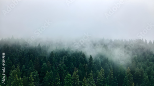 evergreen forest view from overhead fog rolling in looks like the pacific northwest