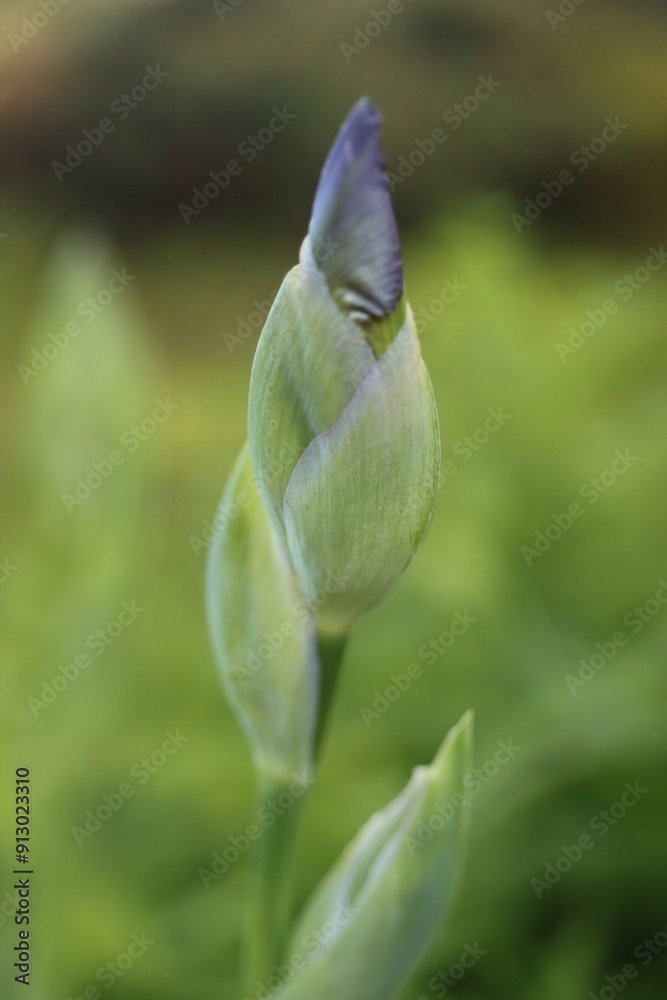 czarny irys Dark Queen