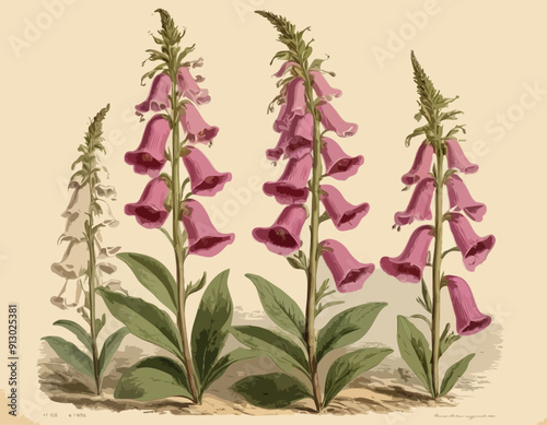 Foxglove - 19th century illustration Victorian plant by Edward Hulm
