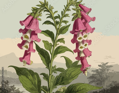 Foxglove - 19th century illustration Victorian plant by Edward Hulm
