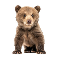 Brown bear cub standing on white background looking forward