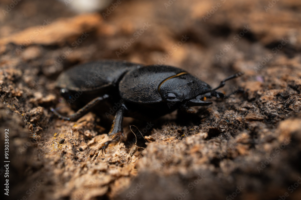beetle on wood beetle on wood