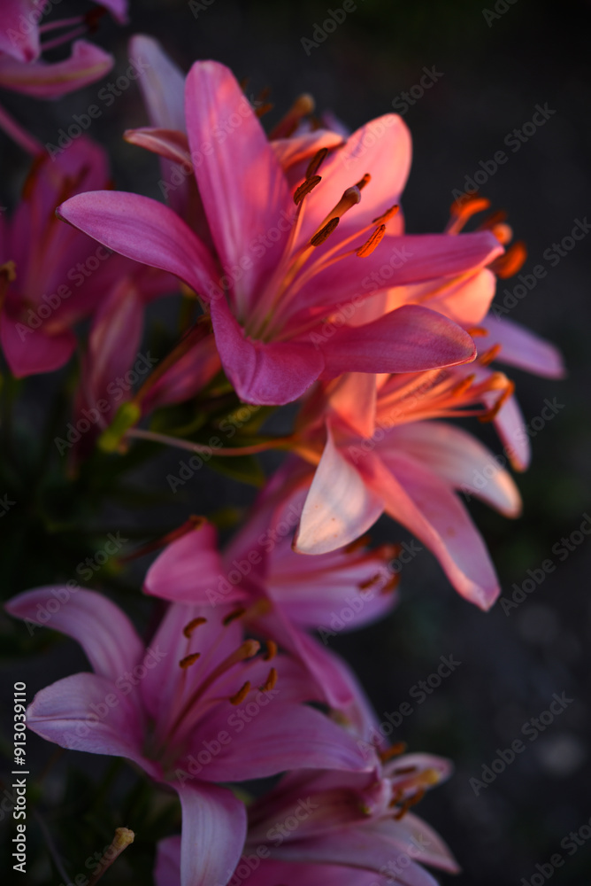 Light red lilies in the summer garden. Beautiful lily flowers. Light red lilies in the summer garden. Beautiful lily flowers.