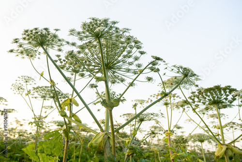 Poisonous hogweed thickets in the field large umbrellas against the sky photo