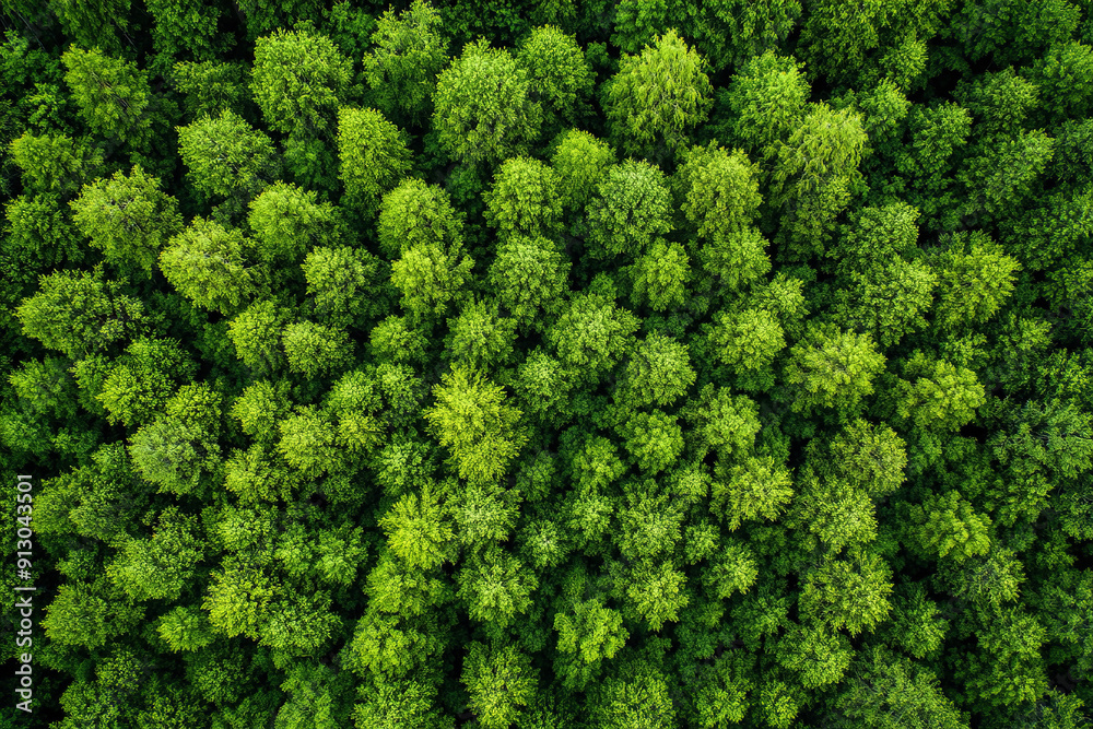An aerial top view reveals a lush expanse of summer green trees in a rural Finnish forest. An aerial top view reveals a lush expanse of summer green trees in a rural Finnish forest.