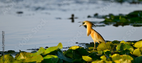 Rallenreiher // Squacco heron (Ardeola ralloides) - Skutarisee, Montenegro photo