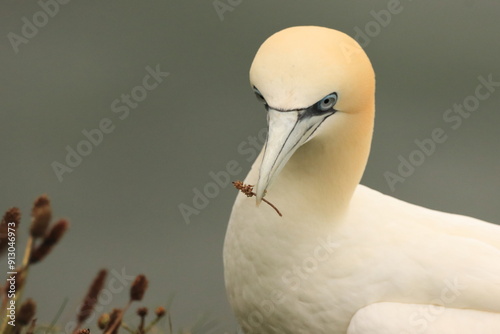 A gannet at rest with a twig in its beak