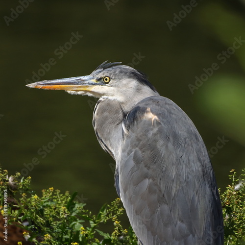 A profile of a heron with a dark green background