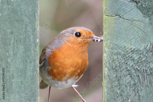 A robin looking through a fence with food in its beak