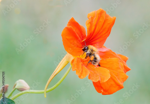 A honey bee on a orange flower with a full pollen sack on his leg