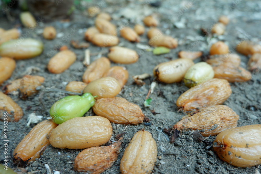 Rotten averrhoa bilimbi fruits on ground. Plantae, Oxalidaceae, Averrhoa, Oxalidales. Many bilimbi fruit fell to the ground. Failure of bilimbi fruit cultivation. Rotten averrhoa bilimbi fruits on ground. Plantae, Oxalidaceae, Averrhoa, Oxalidales. Many bilimbi fruit fell to the ground. Failure of bilimbi fruit cultivation.