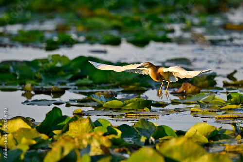 Rallenreiher // Squacco heron (Ardeola ralloides) photo