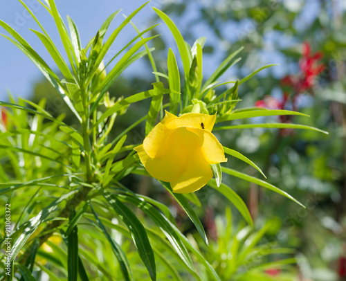 (Thevetia peruviana) Yellow oleander shrub or be still tree grown as ornamental plant for its bright yellow flowers funnel-shaped and narrow linear glossy leaves in exotic garden or patio plant photo