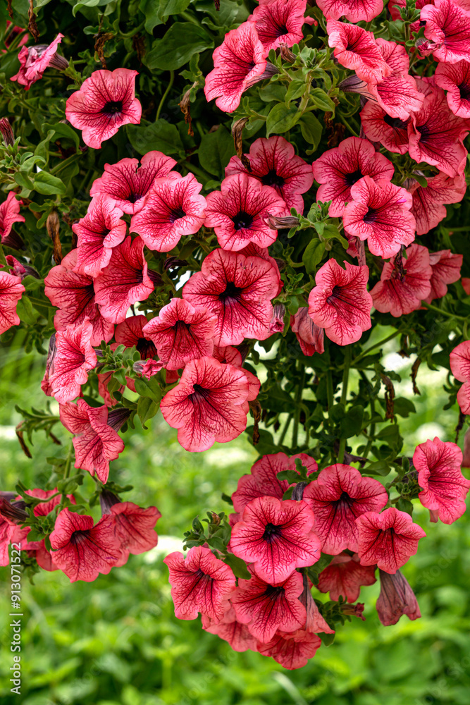 A bush of pink petunia in a flower pot. A bush of pink petunia in a flower pot.