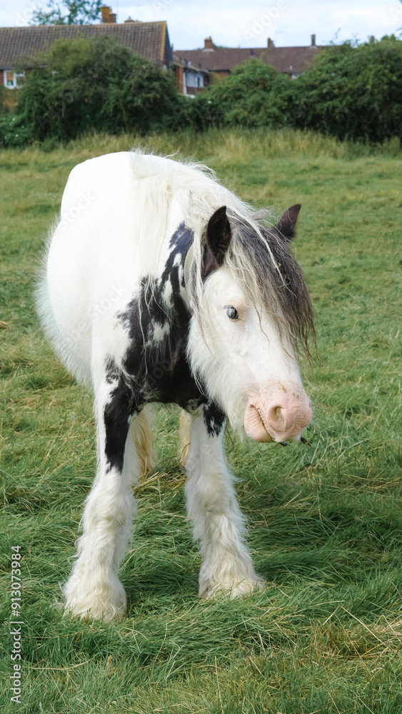 Horses in the field, England: picturesque countryside scenes with grazing equines. Horses in the field, England: picturesque countryside scenes with grazing equines.