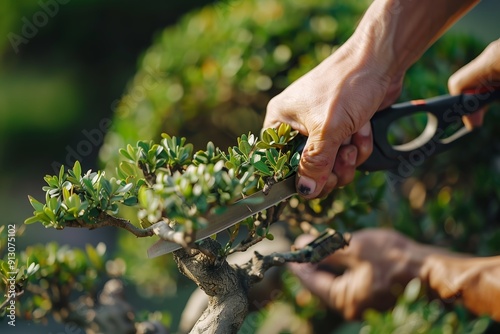 Pruning Green Bonsai Tree Leaves in a Serene Garden Setting on a Sunny Afternoon