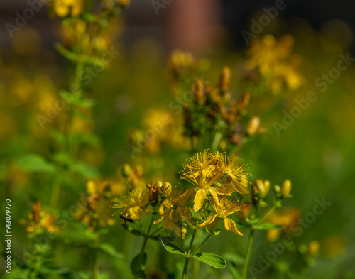 Hypericum perforatum yellow flower blossom in green grass in summer day