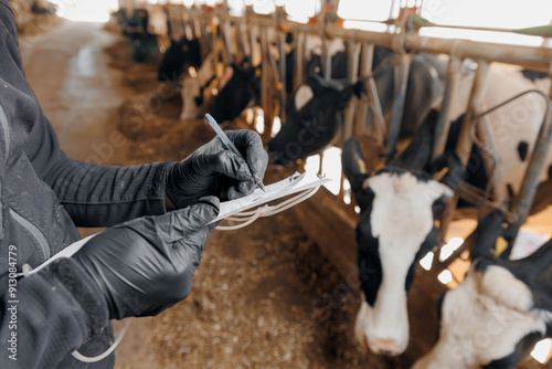 Obraz na plátně Farmer uses checklist to monitor health of cows, farm livestock industry