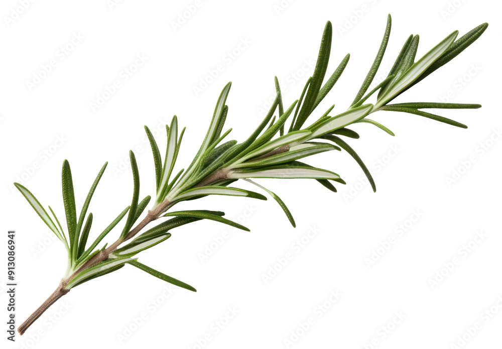 Naklejka premium PNG A rosemary branch plant herbs white background.