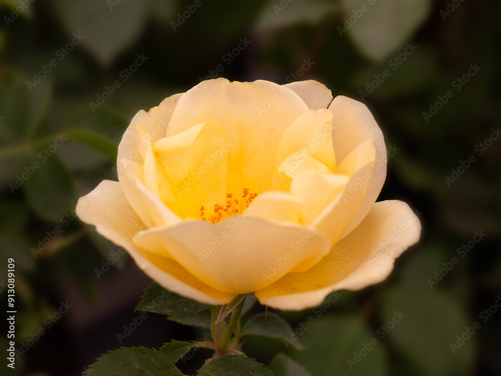 Closeup of single flower of Rosa 'Gardeners' Gold' Closeup of single flower of Rosa 'Gardeners' Gold'