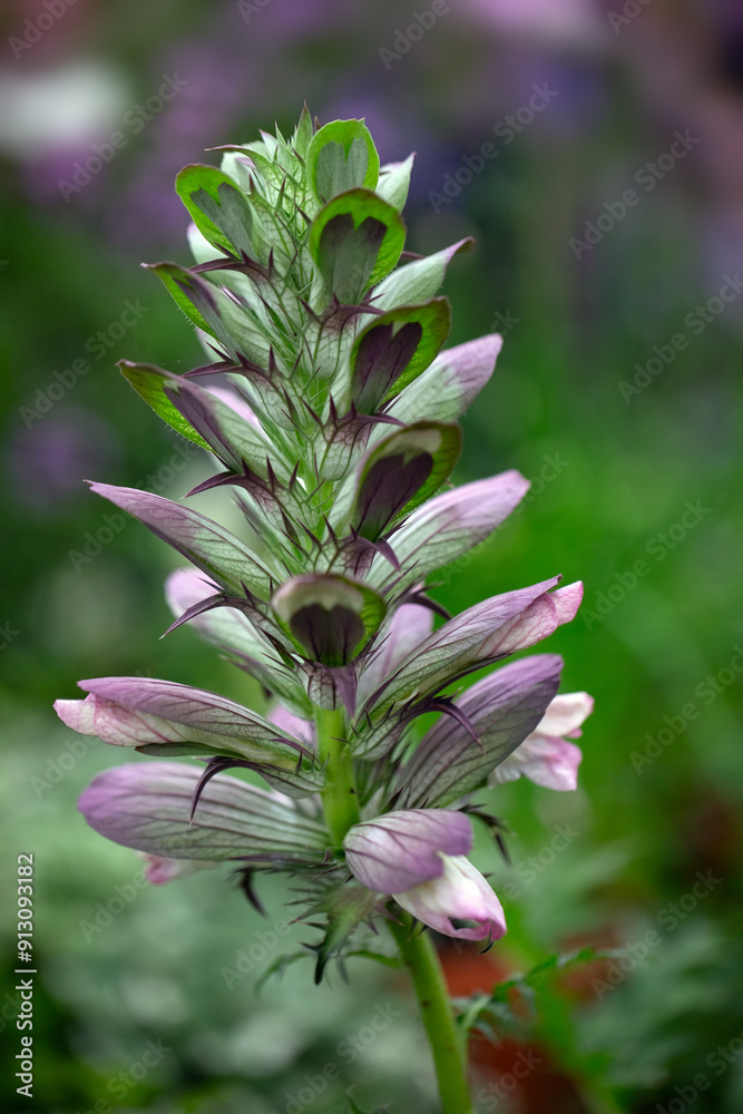 Closeup of flowers of bear's breech (Acanthus mollis) Closeup of flowers of bear's breech (Acanthus mollis)