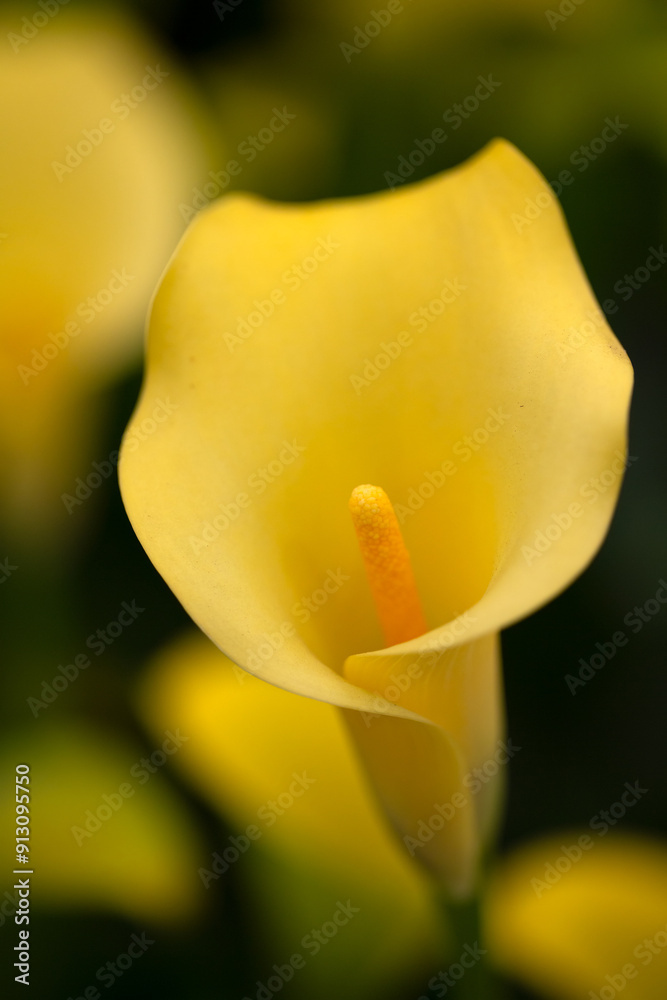 Φωτογραφία Closeup of flower of yellow Arum Lily (Zantedeschia 'Sunclub')