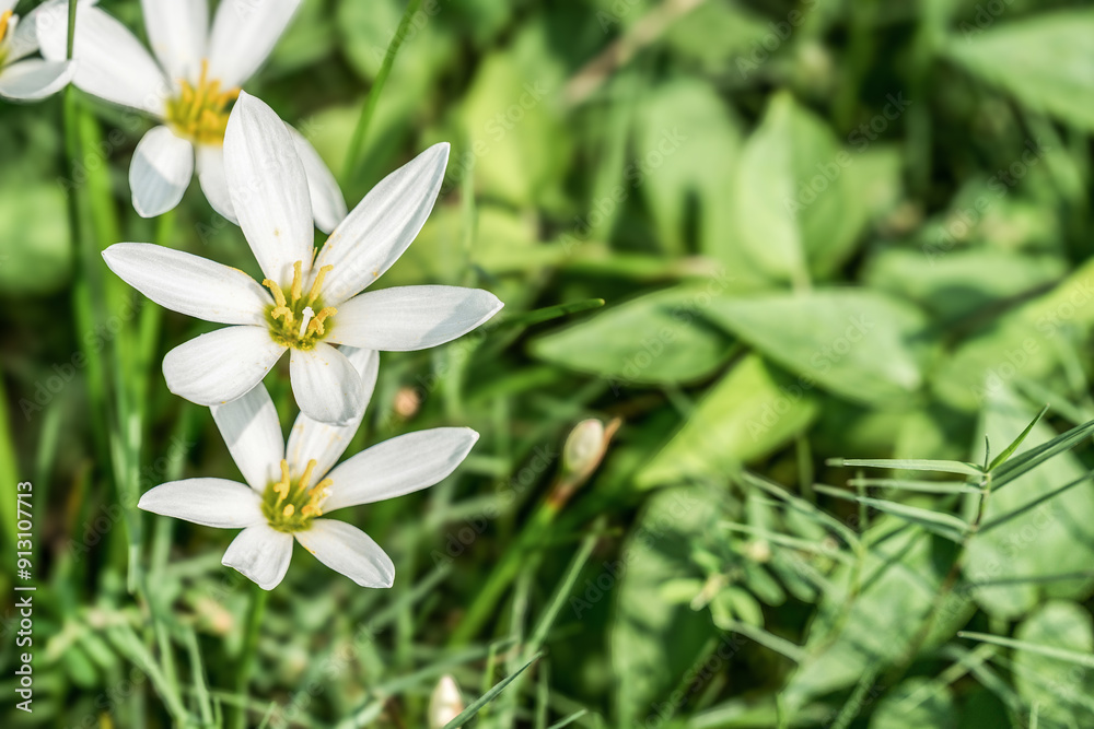 A few white flowers on the background of green leaves (Peruvian swamp lily)
