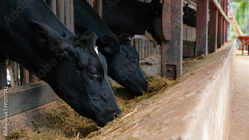 Fotografie Two black cows eating hay in a farm barn