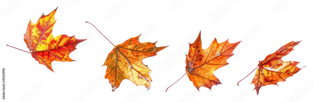 PNG Vibrant autumn maple leaves isolated. PNG Vibrant autumn maple leaves isolated.