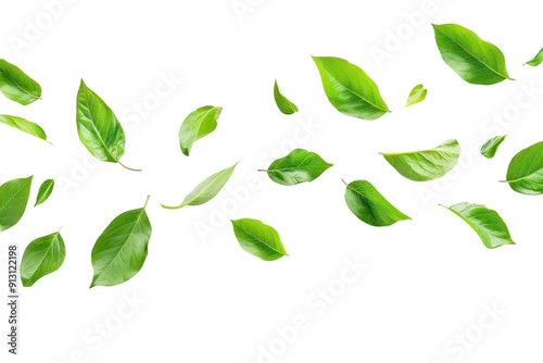 PNG  Fresh green leaves on white