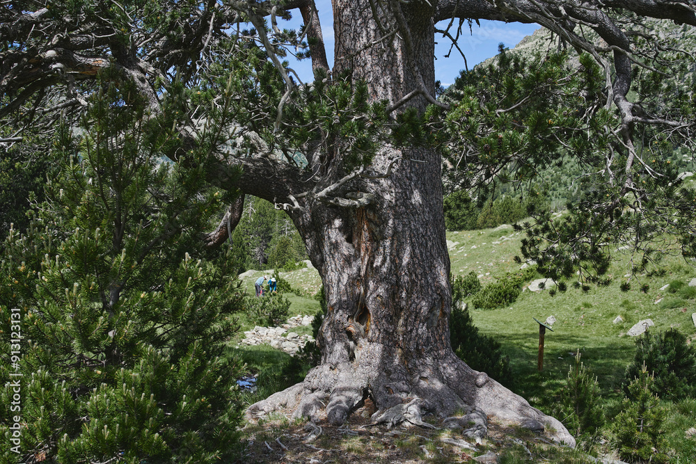 Árbol Pino milenario en la montaña de los Pirineos en España Árbol Pino milenario en la montaña de los Pirineos en España