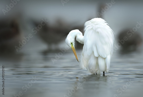 Grote zilverreiger photo