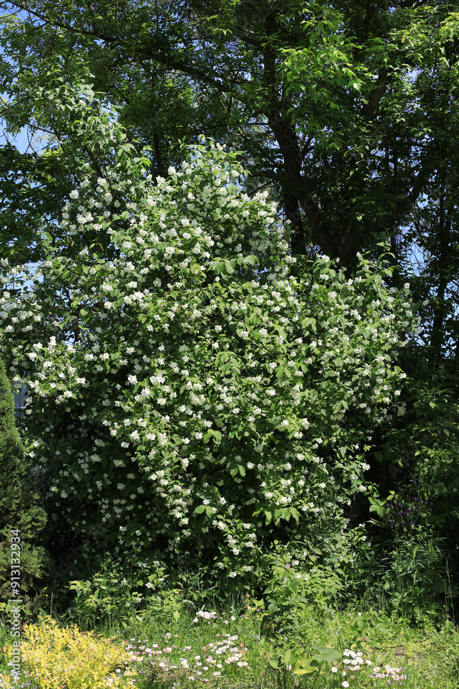 Philadelphus coronarius bush flowering in the spring garden Philadelphus coronarius bush flowering in the spring garden
