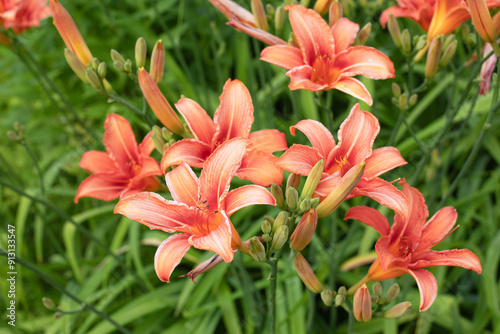 Yellow orange flowers of the daylily in summer garden