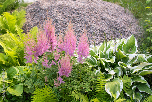 Pink astilba plant flowers in the garden