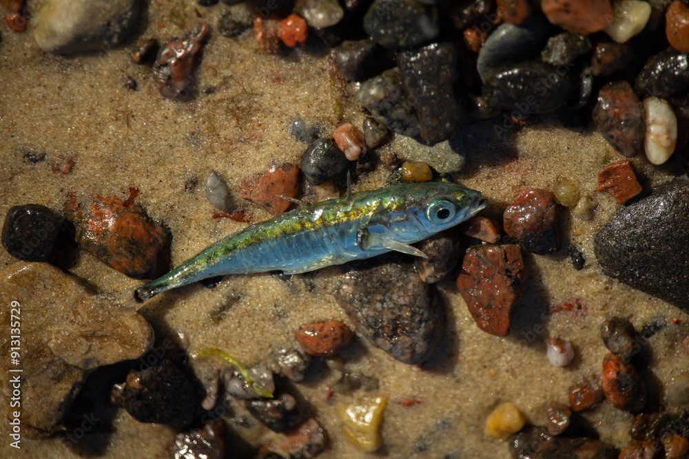 Small dead marine fish with a fly on it on the sand of a beach. Small dead marine fish with a fly on it on the sand of a beach.