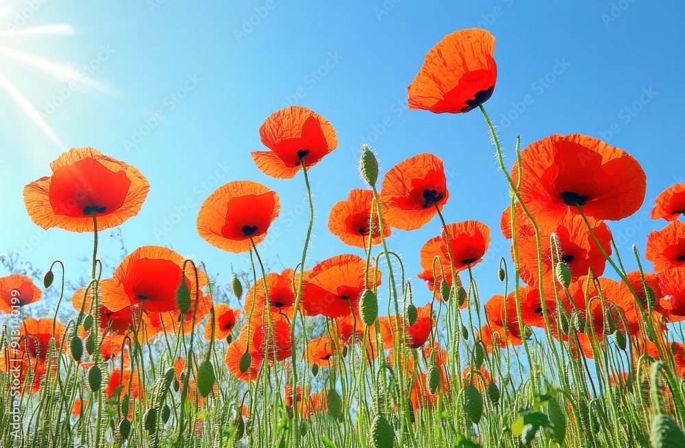 Obraz premium field of vibrant red poppies under the clear blue sky