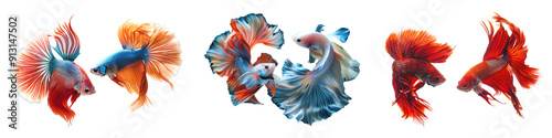 Colorful betta fish png cut out element set