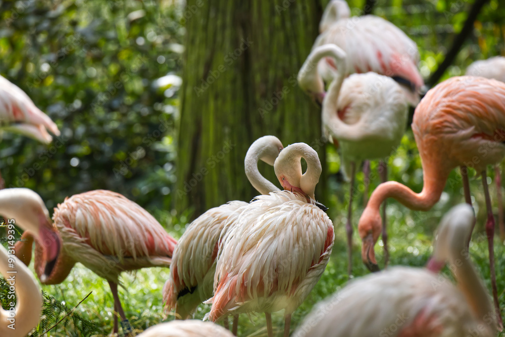 Group of posing flamingos in grea area clean feathers with the beak Group of posing flamingos in grea area clean feathers with the beak