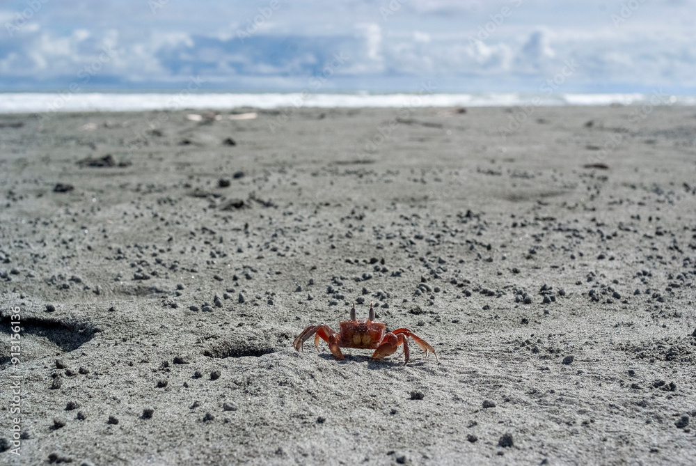 Obraz premium Cangrejo en la playa
