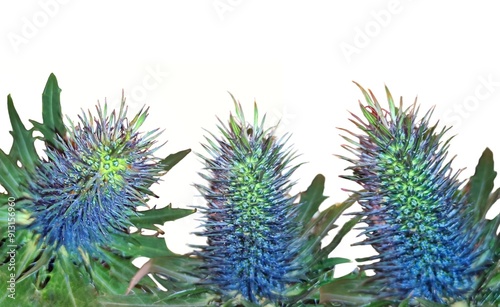 Alpine sea holly : a species of Eryngos, its botanical name is Eryngium alpinum. photo