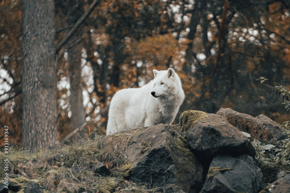 Weißer Wolf auf Felsen Weißer Wolf auf Felsen