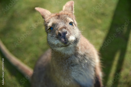 kangaroo wallaby in the grass close up