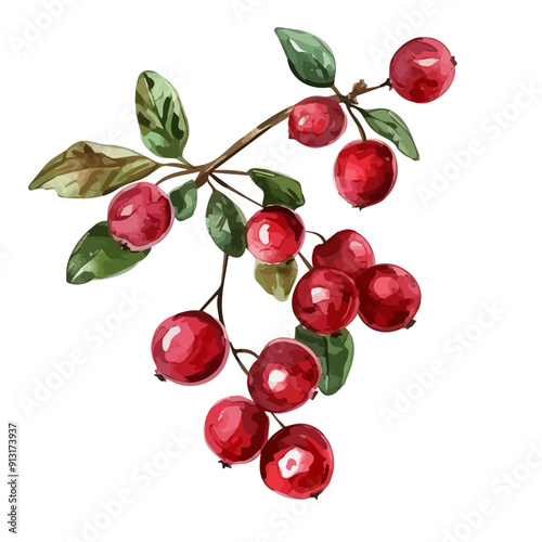 Watercolor painting of Cranberry on branch, isolated on a white background, Cranberry on branch vector